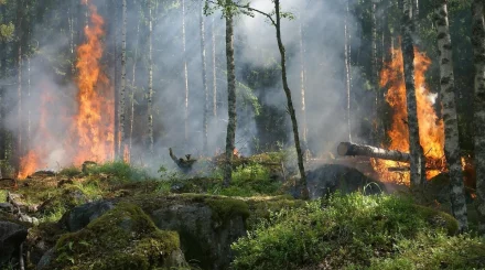 Орман өрттері өршіп тұр: Еліміз апатпен күреске қаншалықты дайын?
