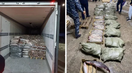  Атырауда заңсыз айналымнан 17 тоннадан астам балық өнімі тәркіленді 