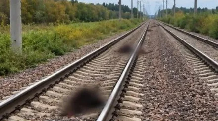 Ақмола облысында жолаушылар пойызы 13 бас малды қағып кетті