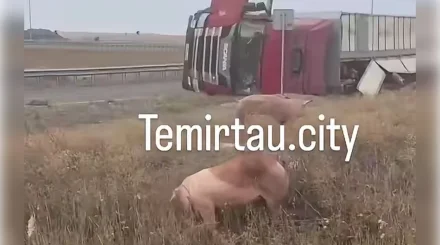 Грузовик со свиньями опрокинулся на трассе под Темиртау (ВИДЕО)
