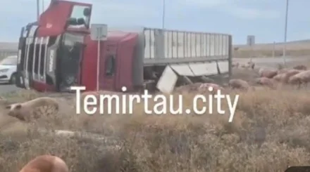  Қарағанды облысында 200-ге жуық шошқа тиелген жүк көлігі жол апатына түсті 