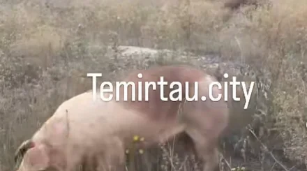 Астана – Қарағанды тасжолында 193 шошқа тиелген жүк көлігі аударылып қалды (ВИДЕО)