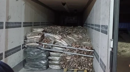 Атырау облысында 17 тоннадан астам заңсыз балық тәркіленді