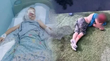 Алматы маңында баланы талап тастаған иттердің иесі босатылды
