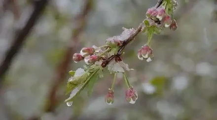 -3°С-қа дейін үсік, жаңбыр, қатты жел: алдағы күндерге арналған ауа райы болжамы