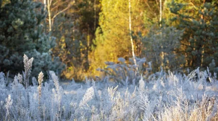 28 қыркүйекте Қазақстанның бірқатар өңірінде үсік жүреді