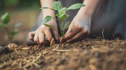  Бау-бақша өсіру онкологиямен ауыратын науқастардың көңіл күйіне оң әсер етуі  мүмкін 