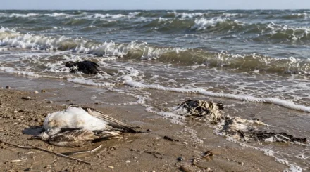 На Актюбинском водохранилище массово гибнут рыбы и птицы