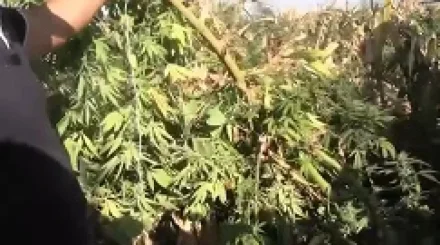Каннабис среди кукурузы: в Жамбылской области изъяли запрещённые растения