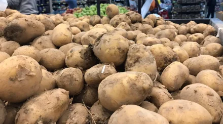 Урожай картофеля ожидается на уровне прошлого года – Минсельхоз