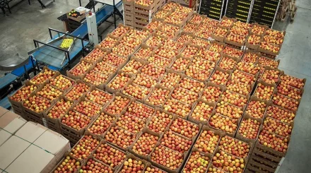 Более сотни овощехранилищ заработают в Казахстане до конца года