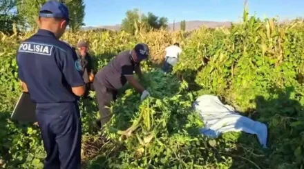 Жамбыл облысында тұрғынның үй іргесіндегі алқабынан 140 келі қарасора тәркіленді