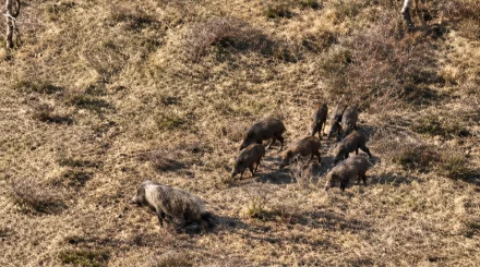 Диких кабанов сняли с высоты в Баянаульском нацпарке