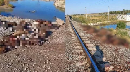 Отара из 70 овец погибла под колесами грузового поезда в Жамбылской области