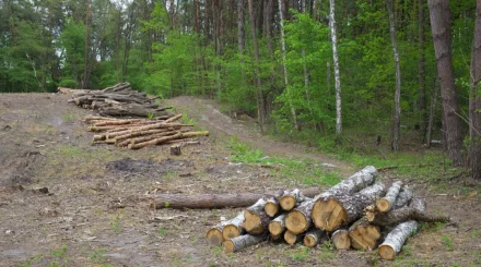 КНБ выявил незаконную схему вырубки леса в «Семей орманы»