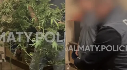 Пәтерінде есірткі өсірген