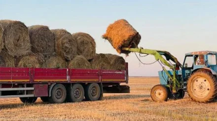 В Актюбинской области к зимовке скота заготовили больше 2 млн тонн сена