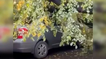  Алматыда көліктің үстіне ағаш құлады 