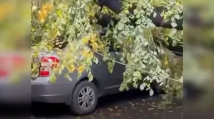 Алматыда көліктің үстіне ағаш құлады (ВИДЕО)
