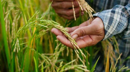Қазақстанда күріш өндірісі мен экспорты өсті