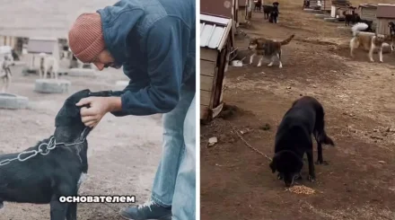 Алматы маңында қожайыны қайтыс болған соң жүзге жуық ит қараусыз қалды