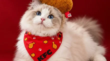  KFC мысық қызметкер іздеп жатыр 
