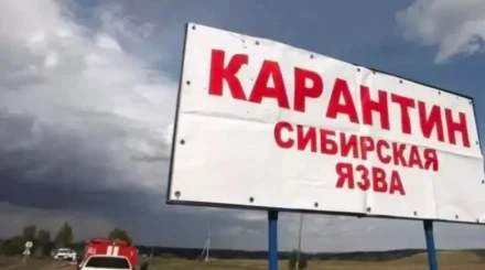 Верьте на слово: Минсельхоз засекретил карту очагов сибирской язвы