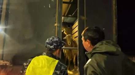  Абай облысында өткен жылдардағы бес мал ұрлығы ашылды 