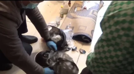 Разоблачение наркогруппы в Актобе