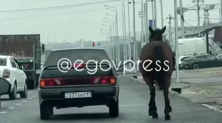Жылқыны көлікке байлап, сүйреген