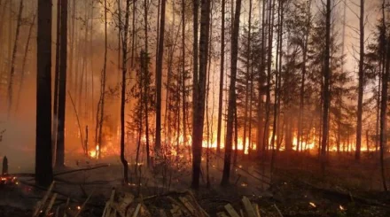 На севере Казахстана за день вспыхнули два лесных пожара