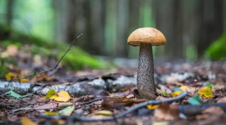 Саңырауқұлақ теруге барған әйел ауруханаға түсіп қалды