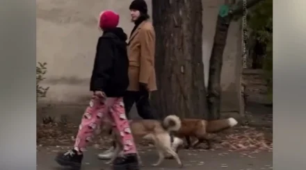 Хищник на улицах Алматы: специалисты прокомментировали нашумевшее видео
