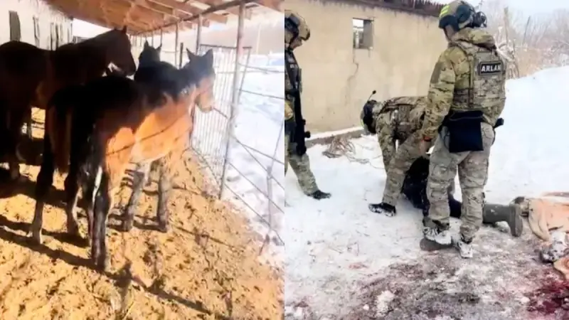 Шығын 5 млн теңге: Жетісуда мал ұрлығымен айналысқан қылмыстық топ құрықталды