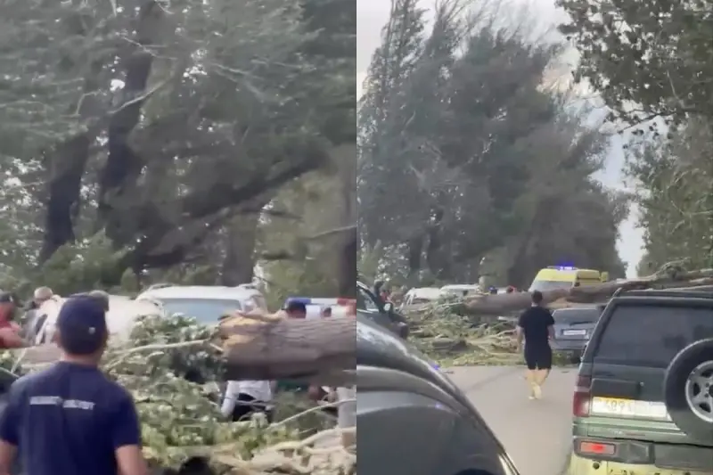 Дерево упало на два автомобиля в Алматинской области