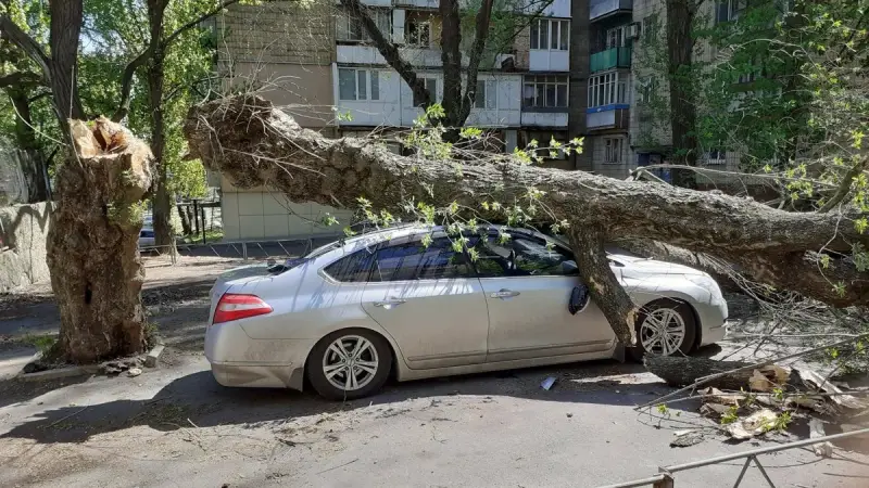 На автомобиль упало дерево: как действовать и получить компенсацию