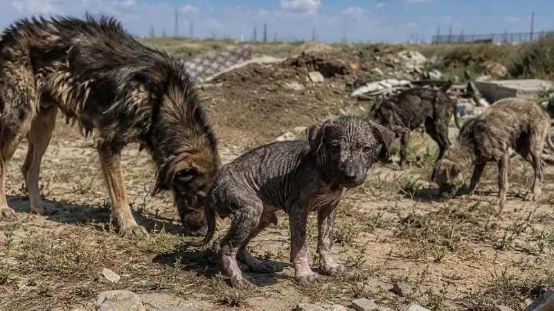 Жители Актау обеспокоены судьбой стаи больных собак