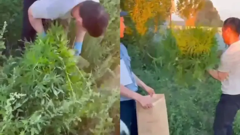 В Актюбинской области пресекли незаконное выращивание конопли