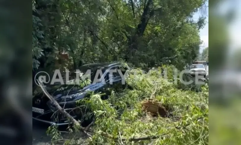Дерево рухнуло на Lexus в Алматы