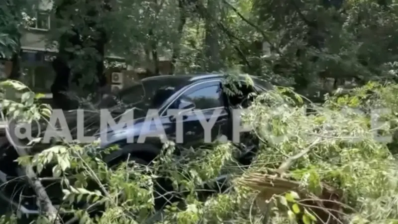 В Алматы упавшее дерево раздавило внедорожник Lexus