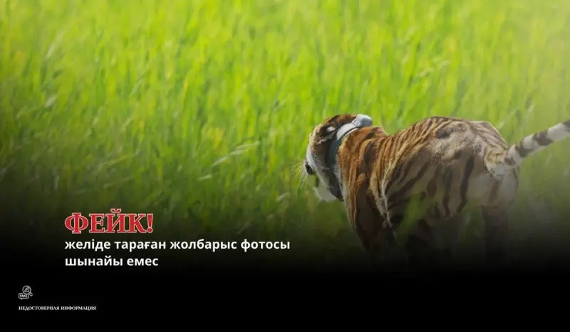 «Іле-Балқашта» жолбарыс жүргені туралы тараған ақпарат жалған болып шықты