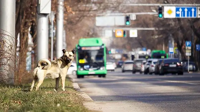 Алматыда Жандосов көшесінің бір бөлігінде уақытша шектеу енгізіледі