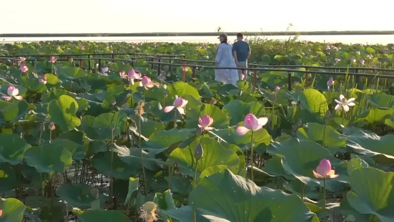 LOTUS FEST-2026: Атырау обылысына биыл 50 мыңнан аса қонақ келді