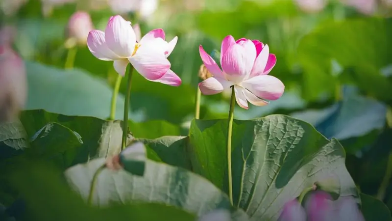Lotus Fest-2026 в Атырауской области посетили более 40 тысяч человек