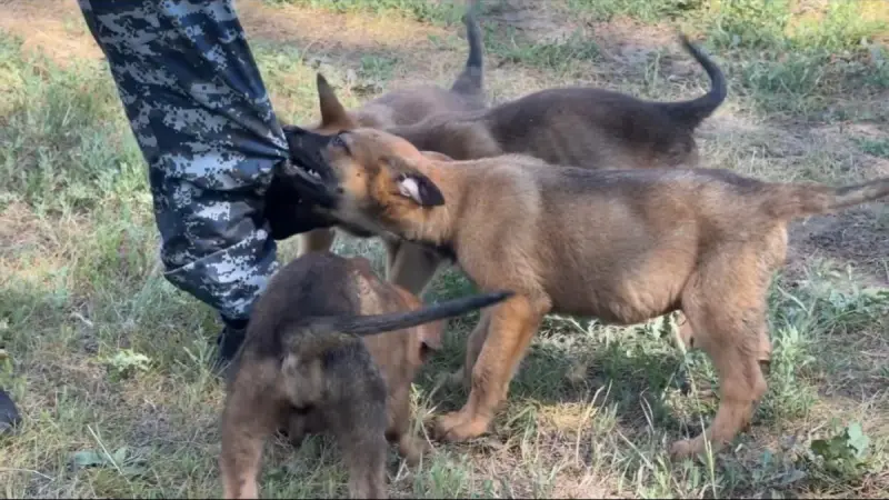 Елорда полициясына төрт аяқты жаңа көмекшілер қосылды