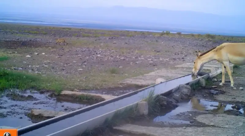 В "Алтын-Эмеле" сняли уникальное перемирие волка и куланов у водопоя (ВИДЕО)