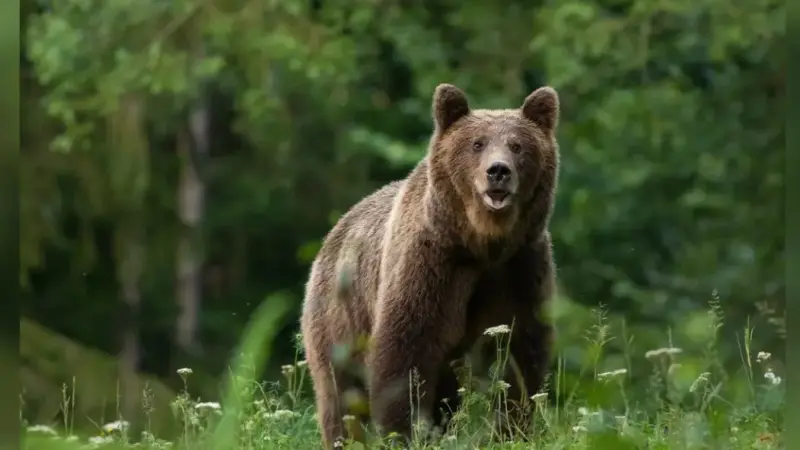 Шығыс Қазақстандағы қорықта аю адамға шабуыл жасады