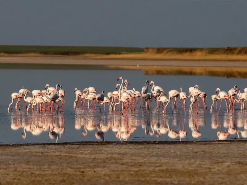 Қорғалжын төрінде «Flamingo Fest» өтеді