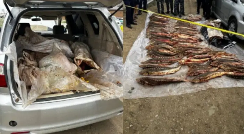 Двоих подозреваемых задержали при перевозке 277 кг осетровой рыбы в Атырау