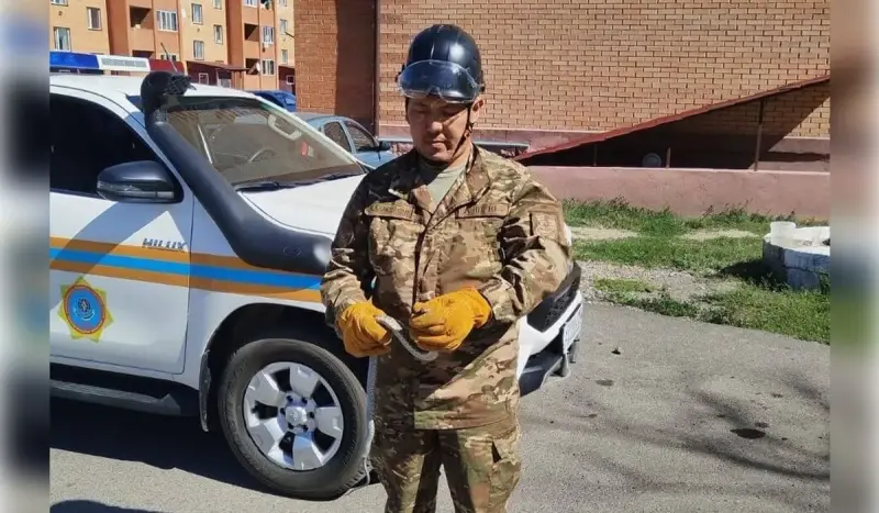Змею отловили возле жилого дома в Карагандинской области (ВИДЕО)